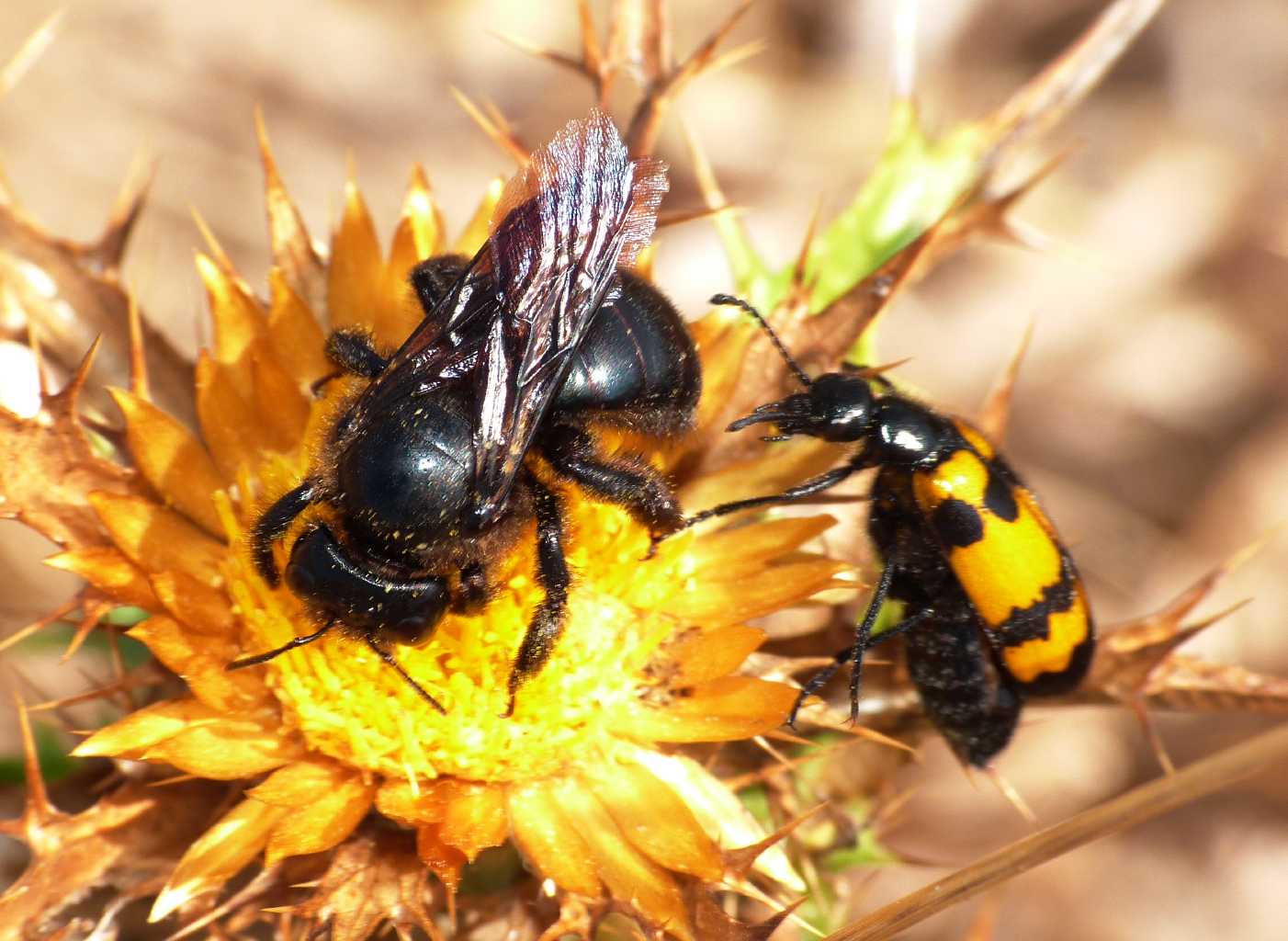 A ciascuno il suo fiore: Xylocopa violacea e Xylocopa iris